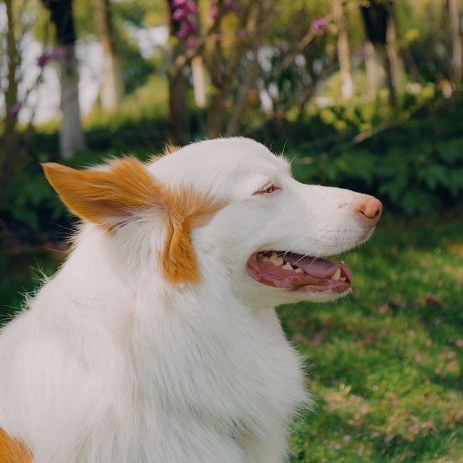 보르조이