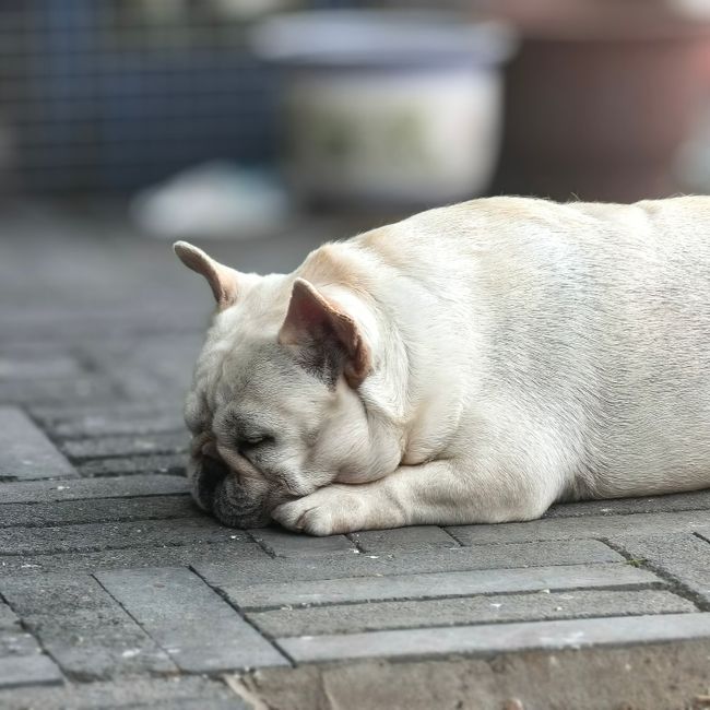 차이니즈 샤페이 사진 1