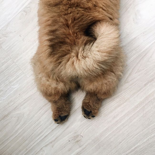 차우차우