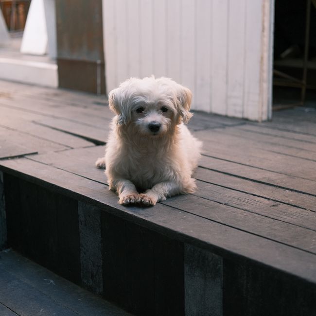 사르디니아 셰퍼드 사진 3