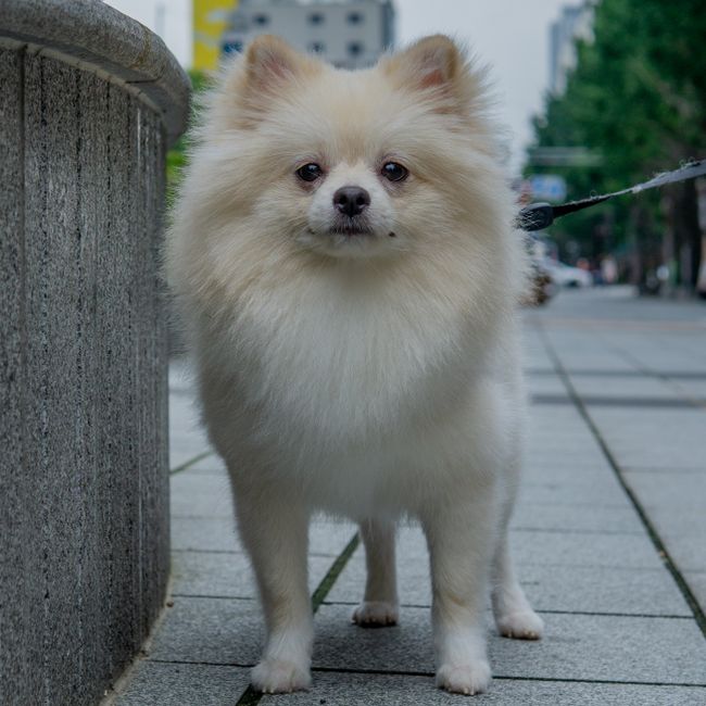 포메라니안