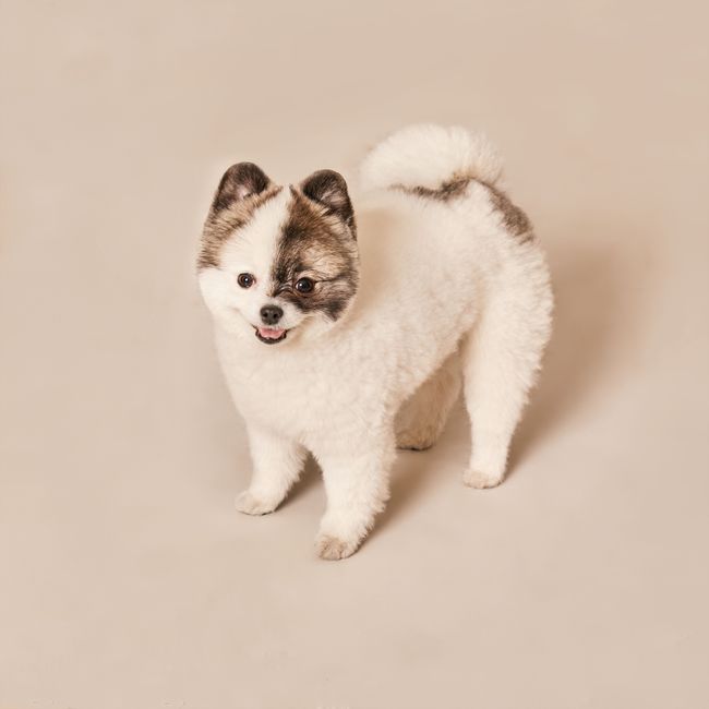 포메라니안 사진 3