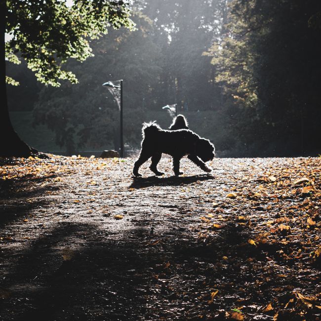 포르투기즈 워터 독 사진 3